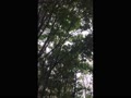 京都 梅小路公園 朱雀の庭  いのちの森