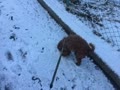 愛犬『マーキュリー』雪の中散歩。